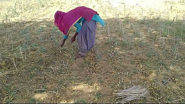 Desi Indian Pacar Gue Ngegas Di Sawah, Bikin Si Doi Makin Liar Digebuk